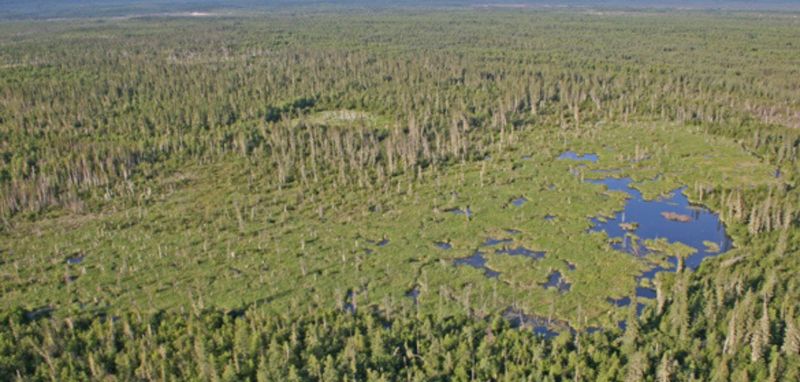 Beaver Dams Transforming Alberta