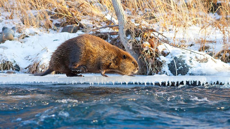 Beaver Dams in the Alaskan Interior