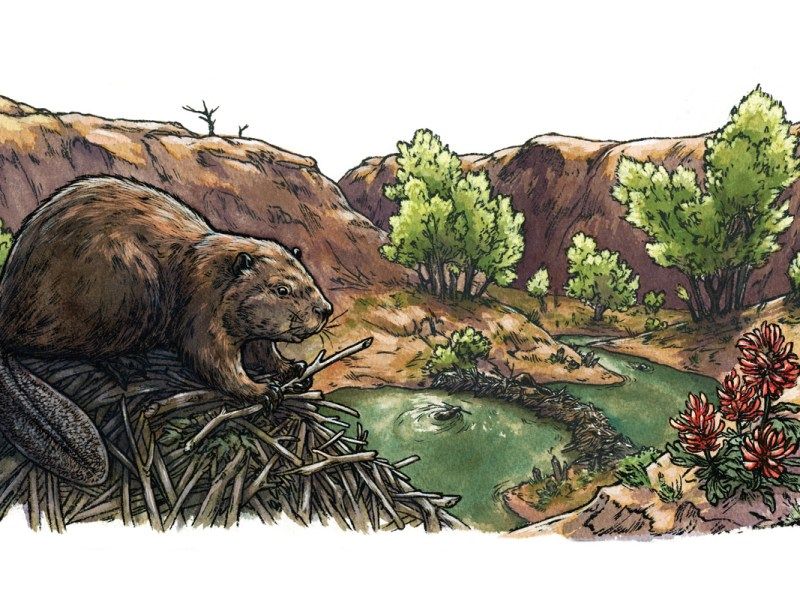 Beaver as Eco-Engineers
