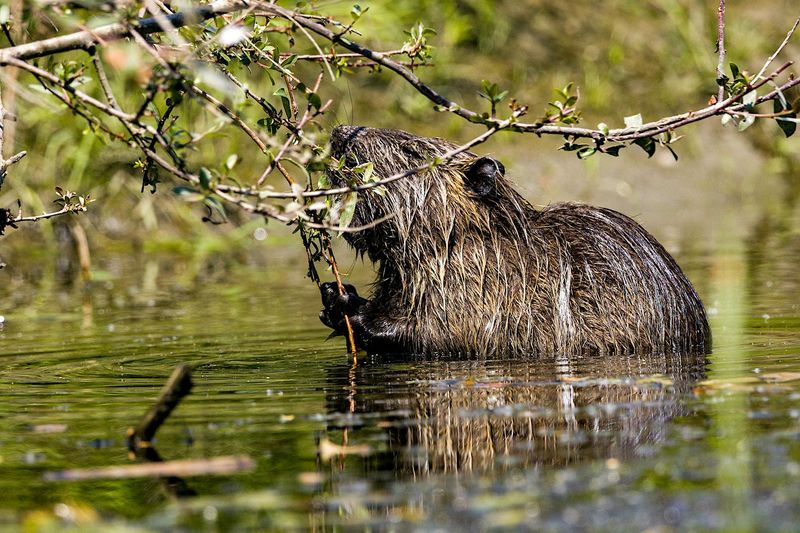 Beavers Altering Poland's Wetlands