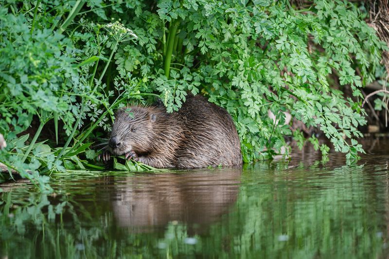 Beavers Rewilding Devon, England