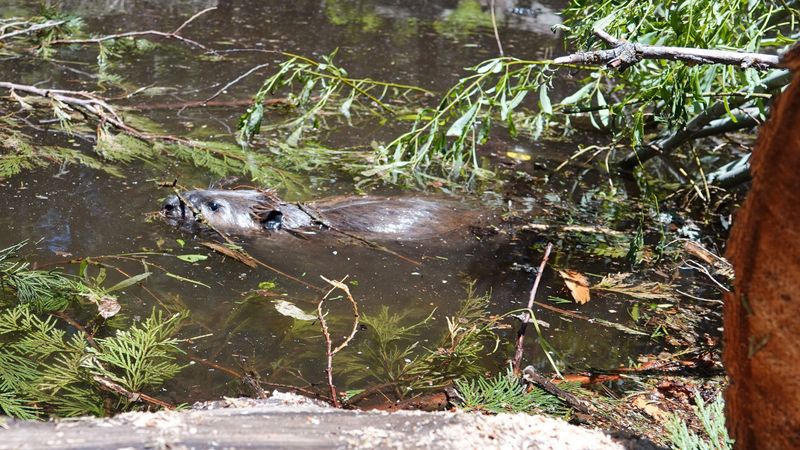 Beavers and the California Water Crisis