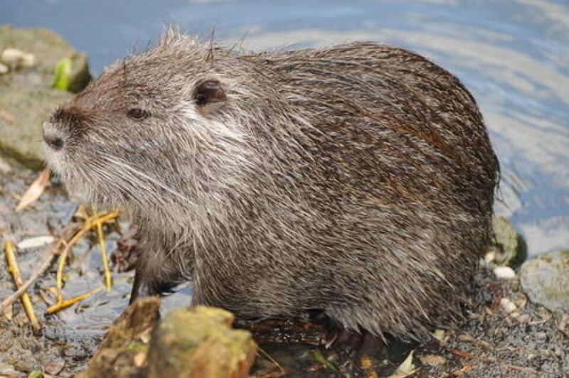 Beavers and the French Countryside