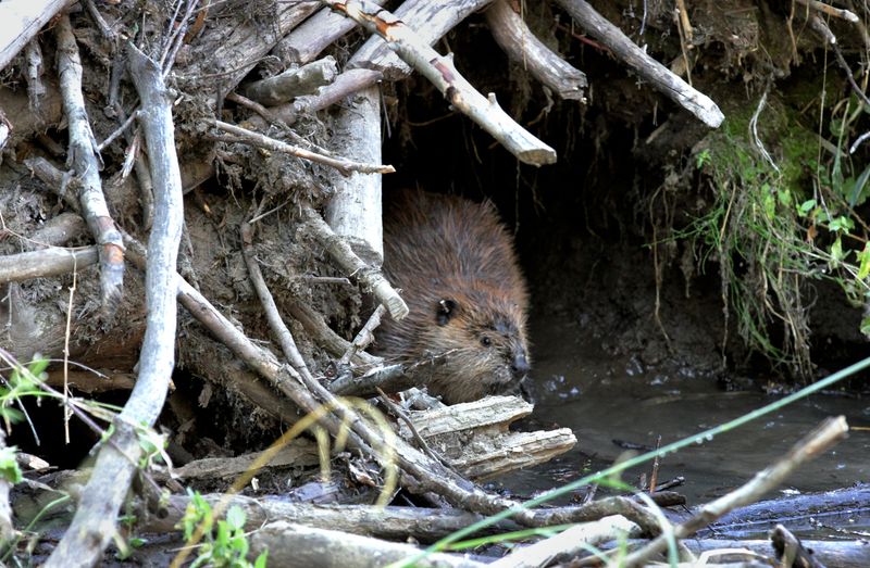 Beavers and the Urban Landscape of New York