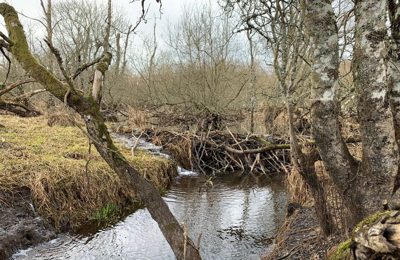 Beavers vs. Railways in Scotland