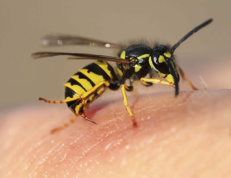 Bee