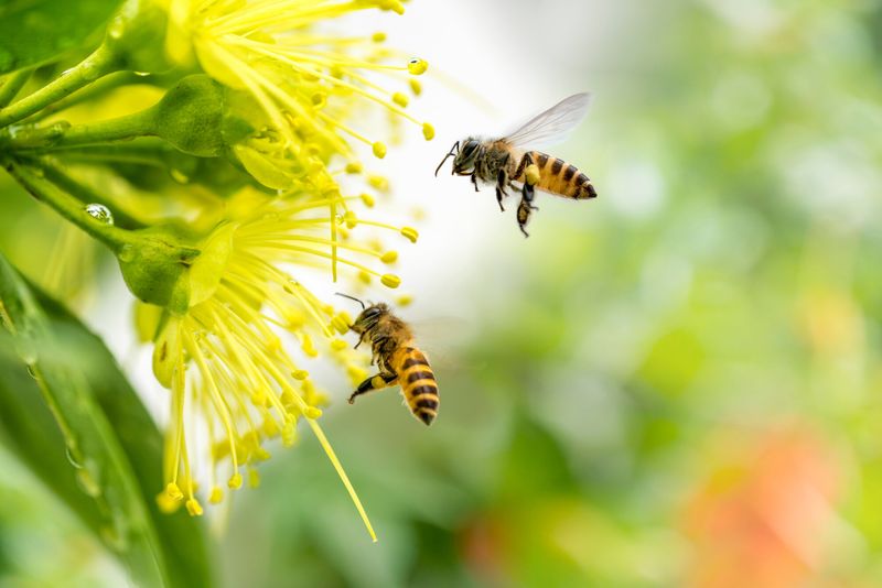 Bees
