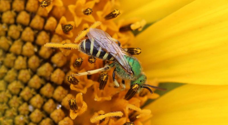 Bees