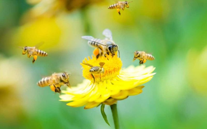 Bees and Flowers