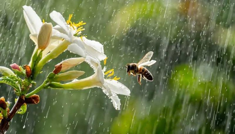 Bees