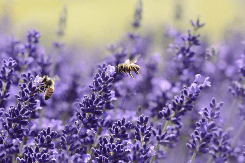 Bees