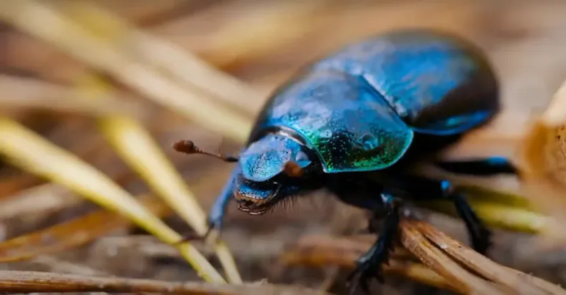 Beetle