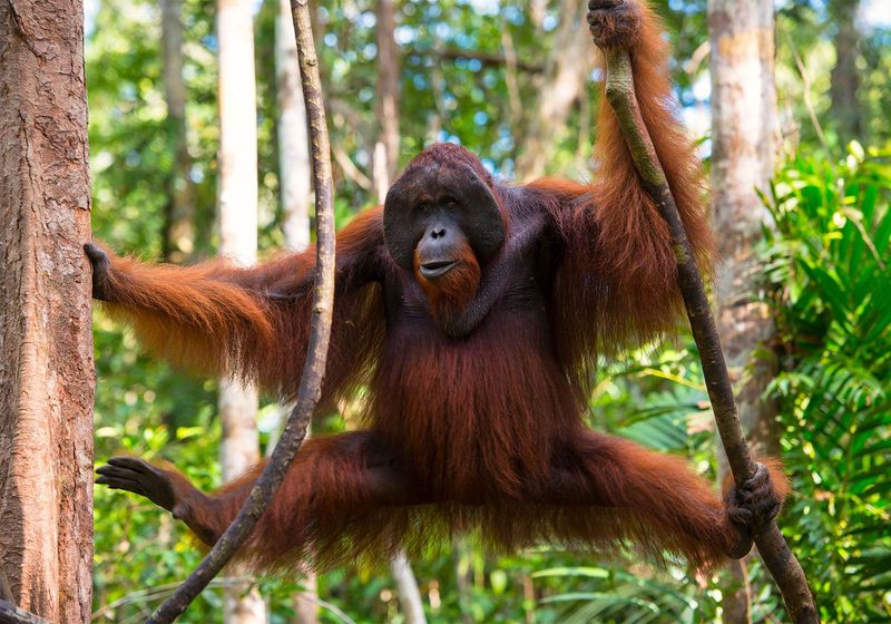 Behavioral Adaptations