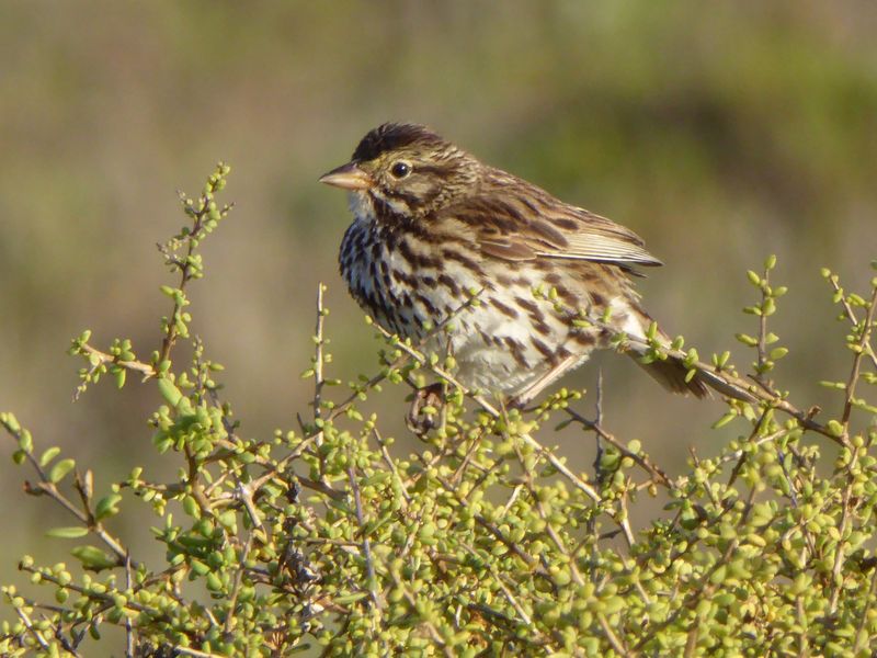 Belding's Savannah Sparrow