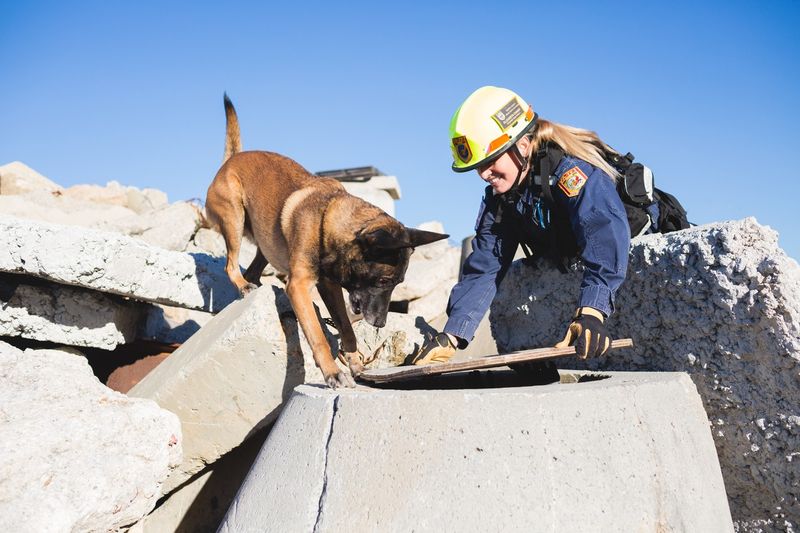 Belgian Malinois