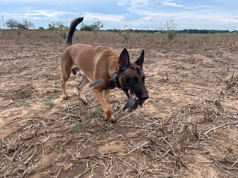 Belgian Malinois
