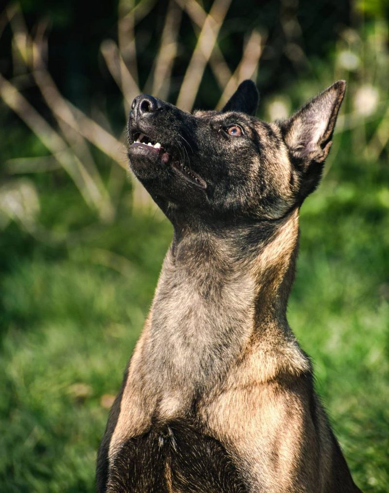 Belgian Malinois