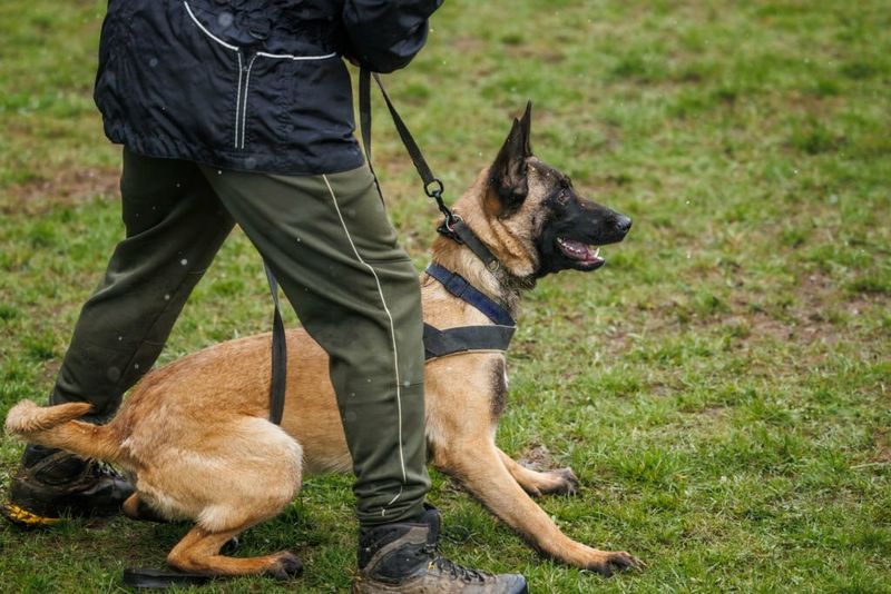 Belgian Malinois