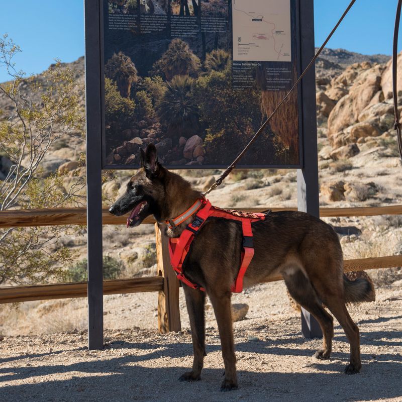 Belgian Malinois
