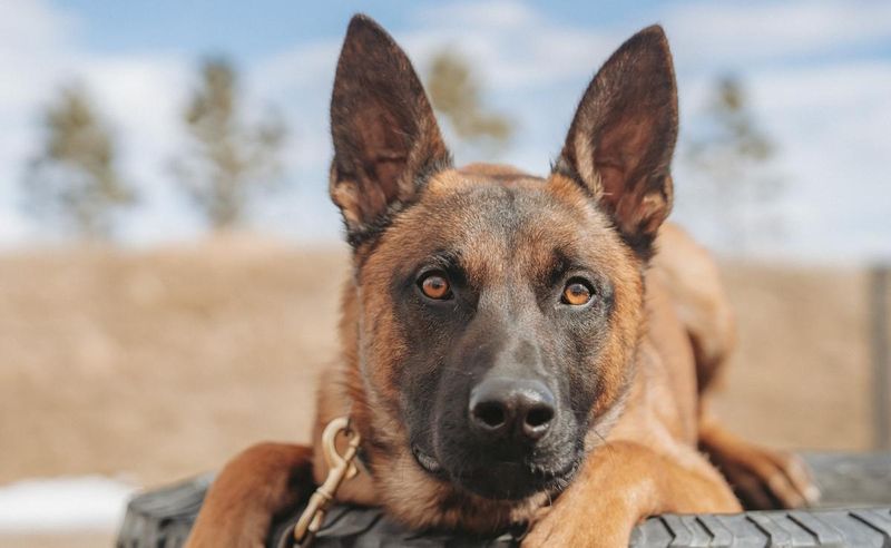 Belgian Malinois