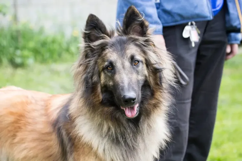 Belgian Tervuren
