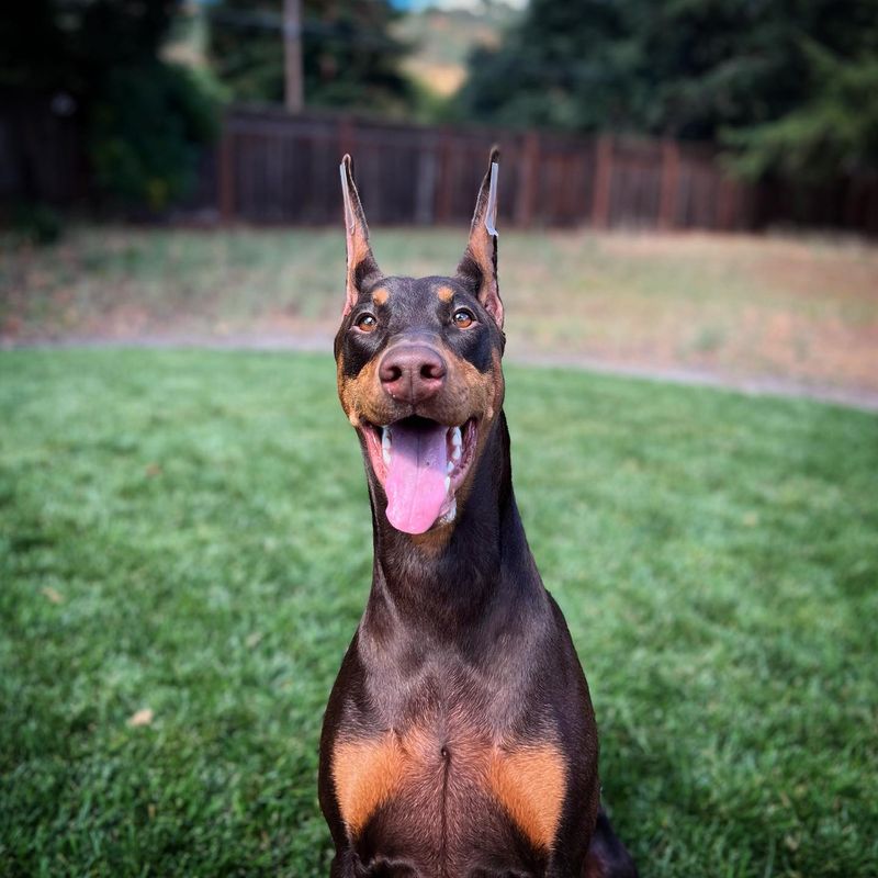 Bella - Doberman Pinscher