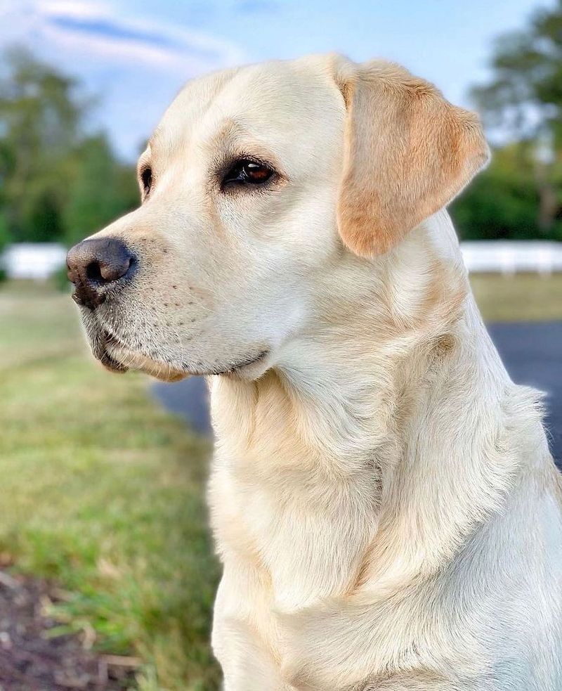 Bella - Labrador Retriever