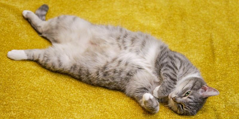 Belly Exposure