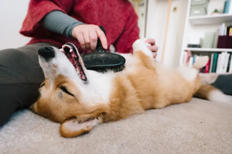Belly Up