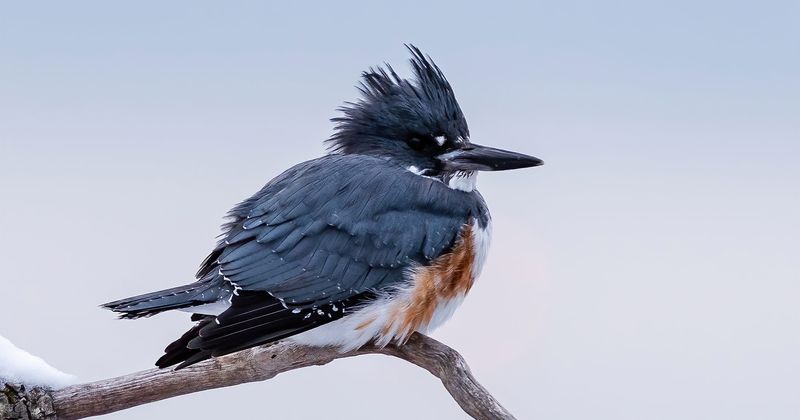 Belted Kingfisher