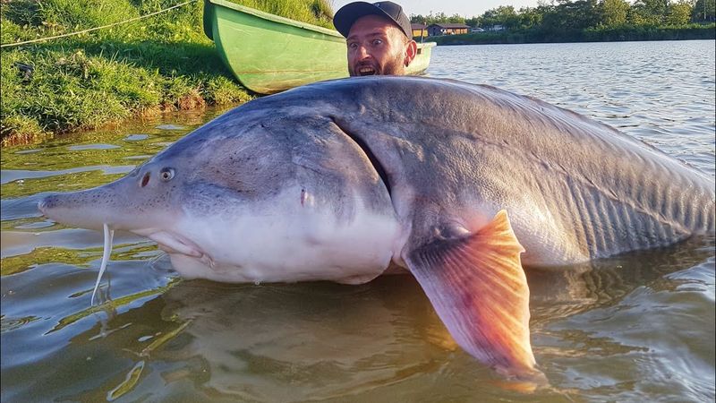 Beluga Sturgeon