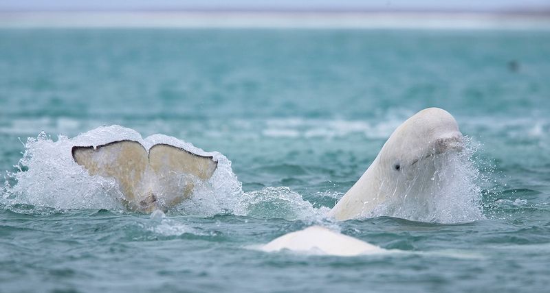 Beluga Whale