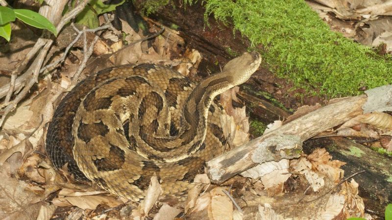 Benefit: Timber Rattlesnakes Control Rodent Populations