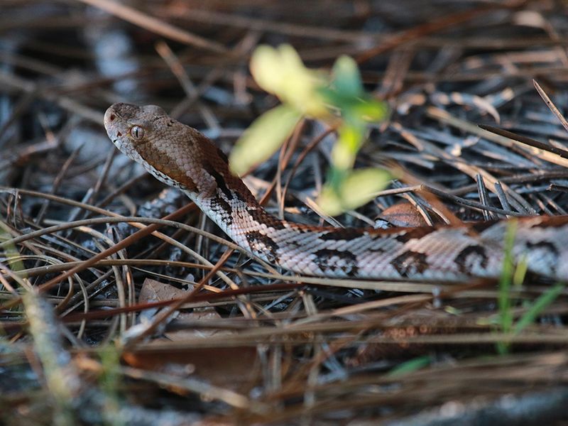 Benefit: Timber Rattlesnakes Enhance Soil Fertility