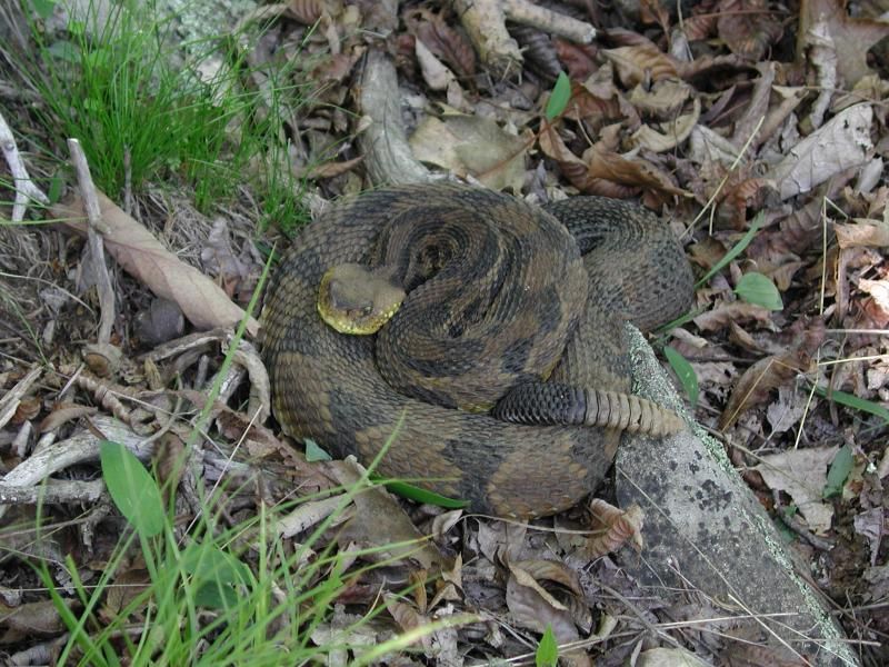 Benefit: Timber Rattlesnakes Foster Ecological Education