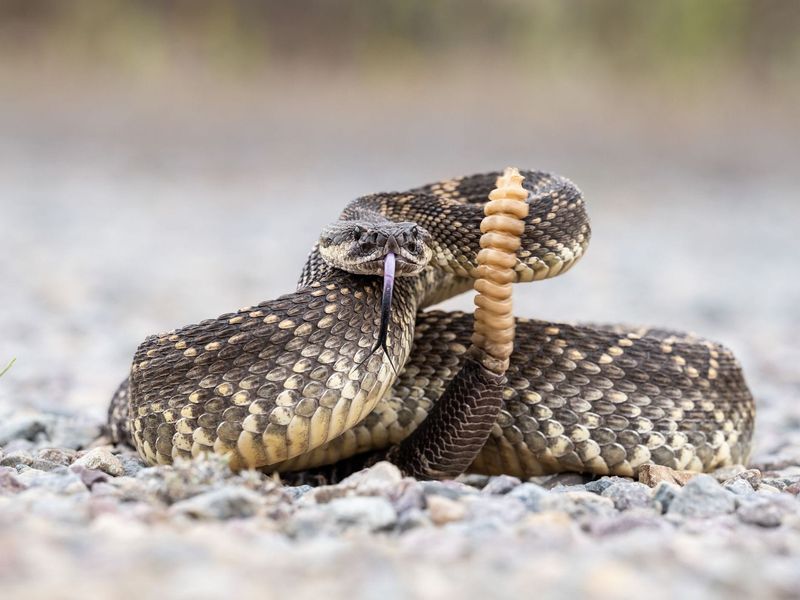 Benefit: Timber Rattlesnakes Prevent Disease Spread