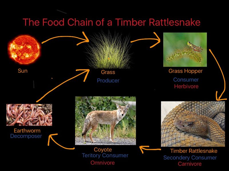 Benefit: Timber Rattlesnakes Provide Prey for Other Species