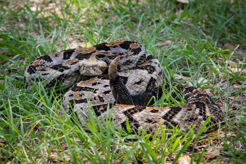 Benefit: Timber Rattlesnakes as Biodiversity Indicators