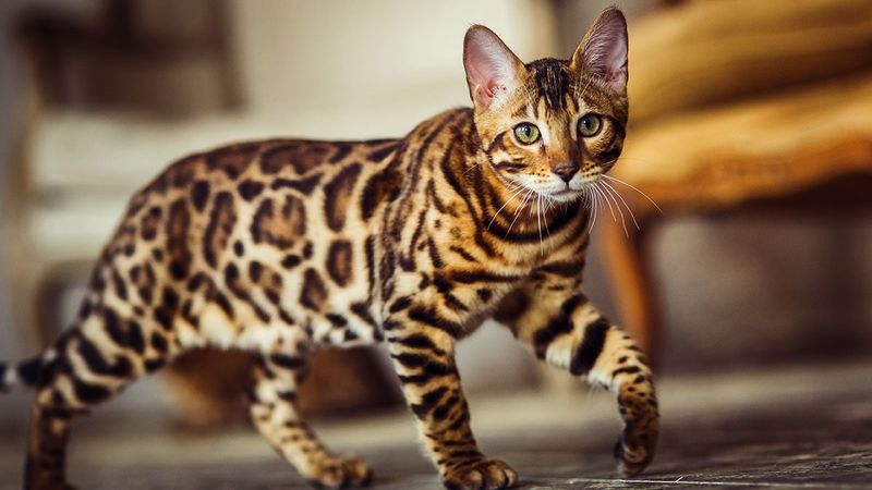 Bengal