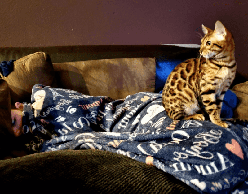 Bengal