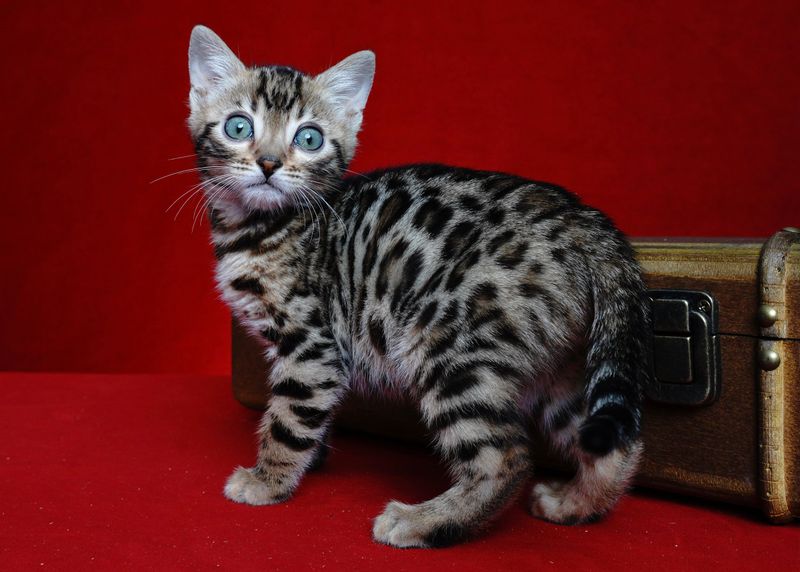 Bengal