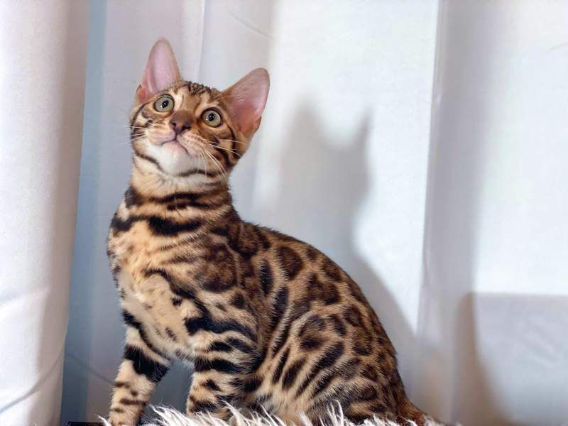 Bengal