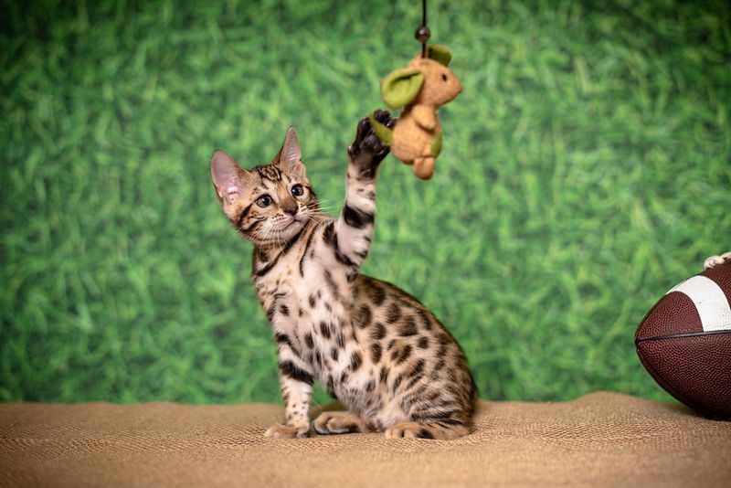 Bengal