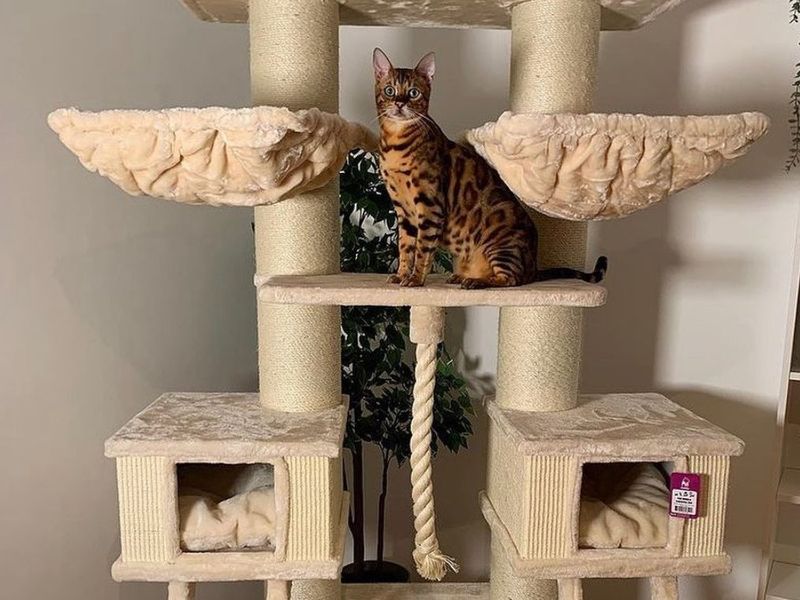 Bengal