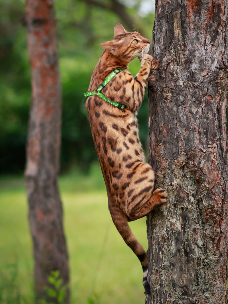 Bengal