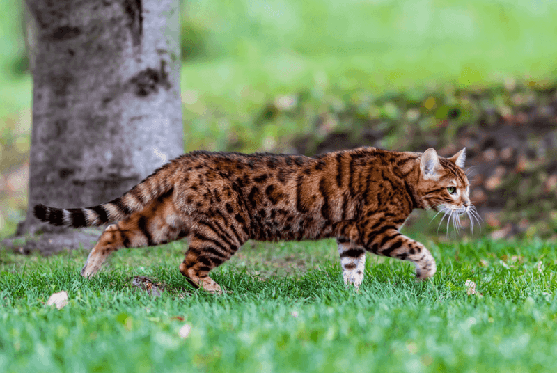 Bengal