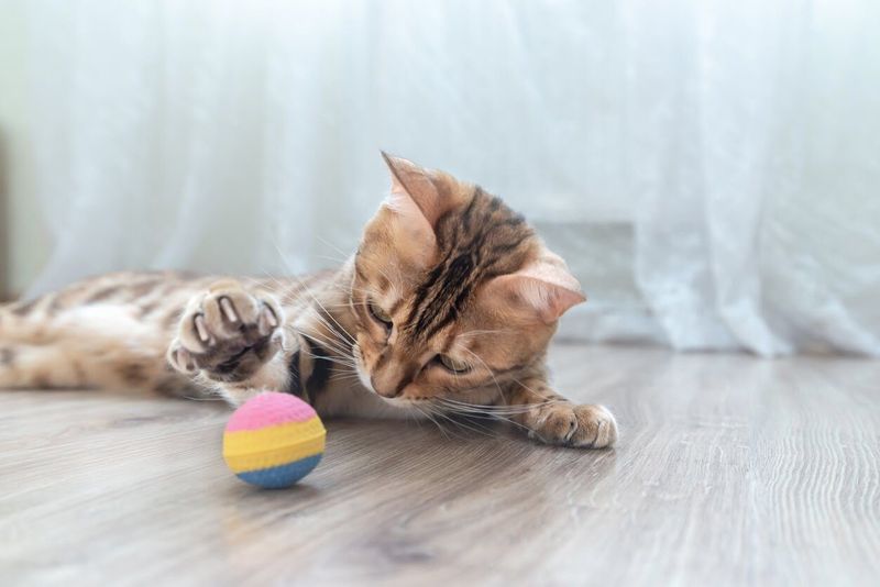 Bengal