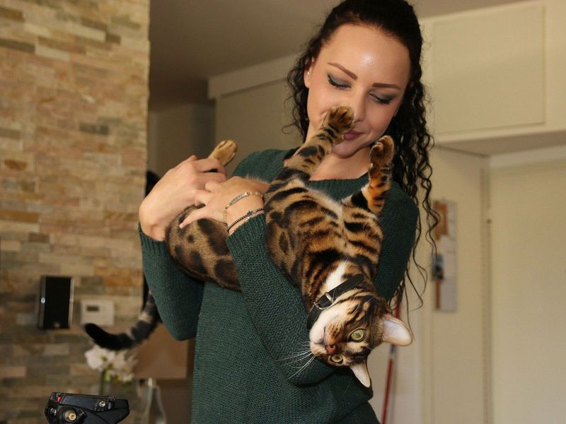 Bengal