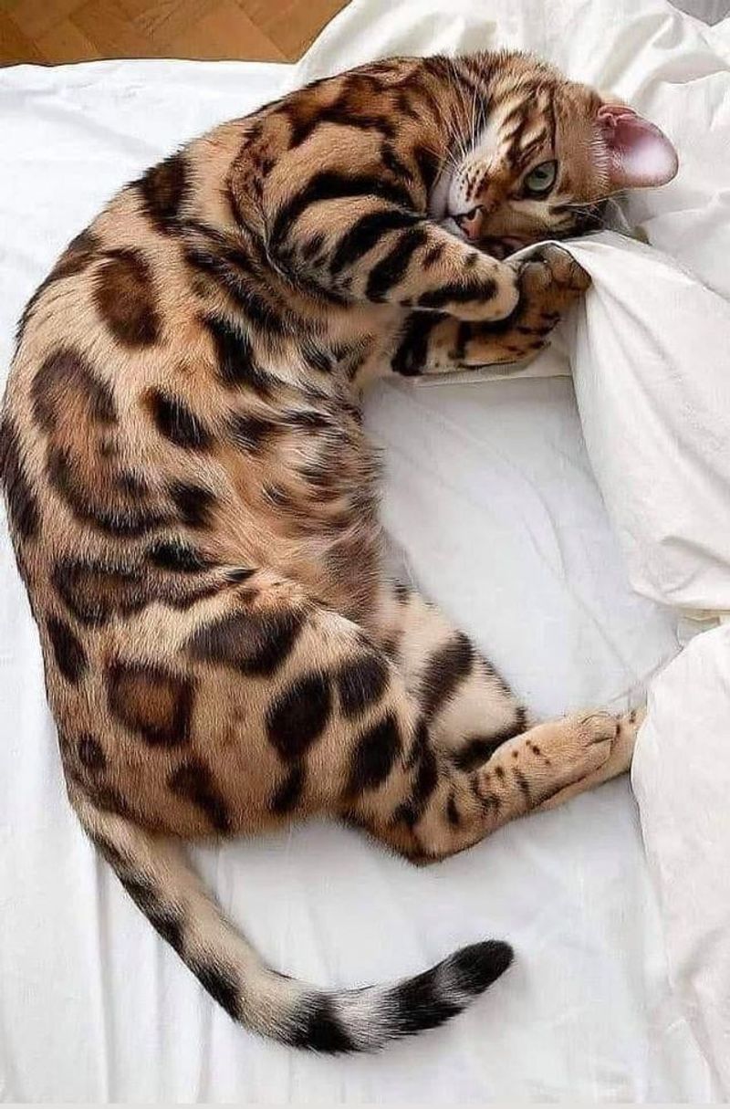 Bengal