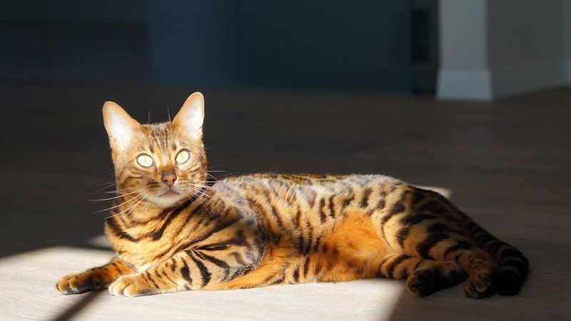 Bengal